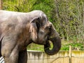 Beautiful Elephant In Sunny Day - Open Mouth