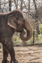 Beautiful elephant at zoo in Berlin