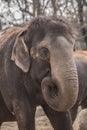 Beautiful elephant at zoo in Berlin