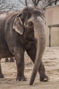 Beautiful elephant at zoo in Berlin