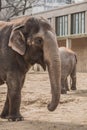 Beautiful elephant at zoo in Berlin