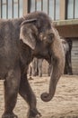 Beautiful elephant at zoo in Berlin