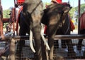 Beautiful elephants in the garden