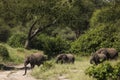 Beautiful elephants during safari in Tarangire National Park, Tanzania Royalty Free Stock Photo