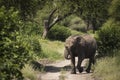 Beautiful elephants during safari in Tarangire National Park, Tanzania Royalty Free Stock Photo