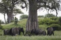 Beautiful elephants during safari in Tarangire National Park, Tanzania