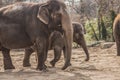 Beautiful elephants at zoo in Berlin