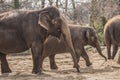 Beautiful elephants at zoo in Berlin