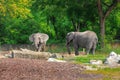 Beautiful elephants in zoo on sunny day