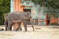 Beautiful elephants in zoo on sunny day. Exotic animals