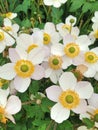 White and yellow Anemone flowers called Elfin Swan