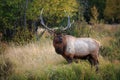 Beautiful Elk