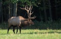 Elk in Pennsylvania Royalty Free Stock Photo