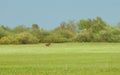 Elk running in field in spring , Lithuania Royalty Free Stock Photo