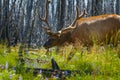 Beautiful Elk Yellowstone National Park Royalty Free Stock Photo