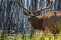 Beautiful Elk Yellowstone National Park Royalty Free Stock Photo