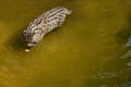 Beautiful and elusive fishing cat in the nature habitat near water.