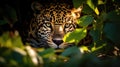 A beautiful and elusive jaguar peers out from behind a tree