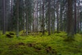 Beautiful elvish fir and pine forest with the forest floor covered with green moss