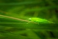 Beautiful emerald grasshoper on green grass blade