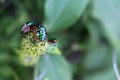 Beautiful emerald green insect on a flower in the garden. Royalty Free Stock Photo