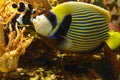 Beautiful Emperor angelfish Pomacanthus imperator among coral reef Royalty Free Stock Photo