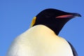 Beautiful Emperor penguin