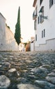 Beautiful empty arabic street with pavement and vertical tree at sunset