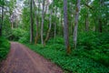 A beautiful empty road that goes through the forest and disappears into the distance. A thick gloomy forest. The sides Royalty Free Stock Photo