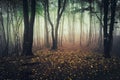 Enchanted autumn forest with fallen leaves Royalty Free Stock Photo