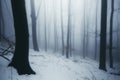 Winter wonderland forest with fog Royalty Free Stock Photo