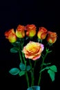 Carribean vibrant rose surrounded by five budding flower buds Royalty Free Stock Photo