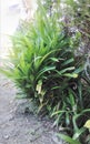 beautiful and enchanting green pandan leaves