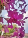 beautiful and enchanting longan orchid plants