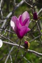 Detail of magnolia x soulangeana flower in bright purple and white blooming in the spring sunshine on the green lawn Royalty Free Stock Photo