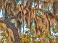 Beautiful enchanting tree loaded with hanging moss along the Dickinson Bayou