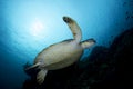 Beautiful and endangered green turtle - chelonia mydas Royalty Free Stock Photo