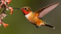 The Beautiful Endangered Rufous Hummingbird - Selasphorus Rufus - Generative AI