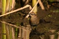 A beautiful endangered species at risk Rusty Blackbird at edge of a marsh