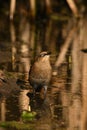A beautiful endangered species at risk Rusty Blackbird at edge of a marsh Royalty Free Stock Photo