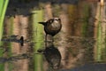 A beautiful endangered species at risk Rusty Blackbird at edge of a marsh Royalty Free Stock Photo