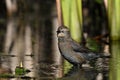 A beautiful endangered species at risk Rusty Blackbird at edge of a marsh Royalty Free Stock Photo