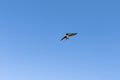 Beautiful endangered swallow flying with blue sky background