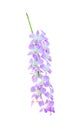 Beautiful endrobium orchids flower or long pink purple dendrobium hybrid blooming isolated on white background clipping path Royalty Free Stock Photo
