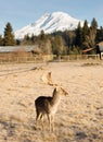 Beautiful Engaged Wildlife Male Buck Elk Antlers Horns Mountain