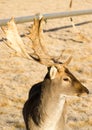 Beautiful Engaged Wildlife Young Male Buck Deer Antlers Horns Royalty Free Stock Photo