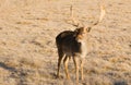 Beautiful Engaged Wildlife Young Male Buck Deer Standing Animal