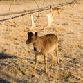 Beautiful Engaged Wildlife Young Male Buck Elk Antlers Horns