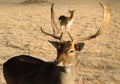 Beautiful Engaged Wildlife Young Male Buck Elk Antlers Horns