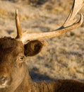 Beautiful Engaged Wildlife Young Male Buck Elk Looking at Camera